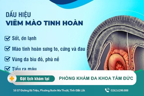 Nang mào tinh hoàn liệu có nguy hiểm - Dấu hiệu nhận biết nang mào tinh hoàn